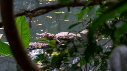 Costa Rica River Cayman Crocodile