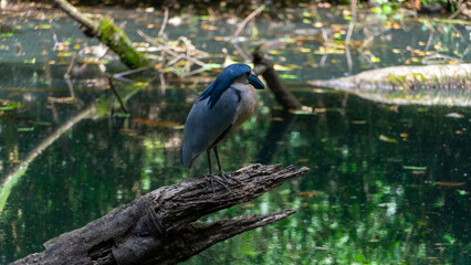 Boat bill bird detail. Boat-billed heron, Cochlearius cochlearius, sitting on the branch near the river water, La Fortuna, Costa Rica. Bird with big bill in the forest, Wildlife scene America,