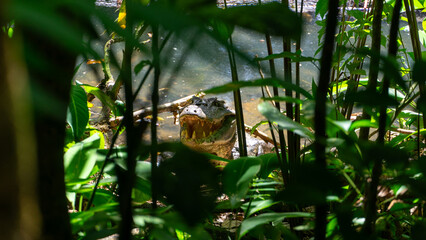 Costa Rica River Cayman Crocodile
