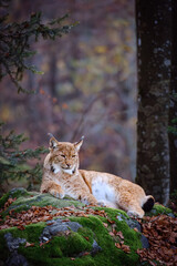 Male lynx lying on the rock in the forest in Bayerischer Wald