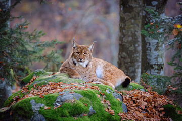 Male lynx lying on the rock in the forest in Bayerischer Wald