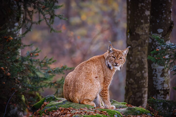 Male lynx sitting on the rock in the forest in Bayerischer Wald