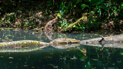 Costa Rica River Cayman Crocodile