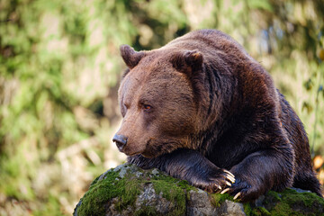 The brown bear lying on the rock