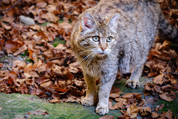 Obraz premium close portrait of wild cat