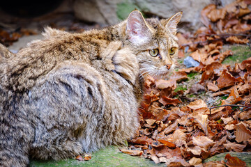 close portrait of wild cat