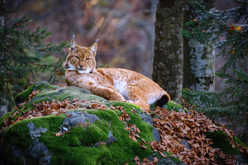 Male lynx lying on the rock in the forest in Bayerischer Wald