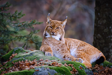 Male lynx lying on the rock in the forest in Bayerischer Wald