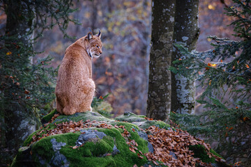 Male lynx sitting on the rock in the forest in Bayerischer Wald