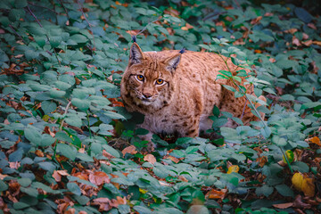 Lynx male cat in the Bayerischer Wald walking in the forest