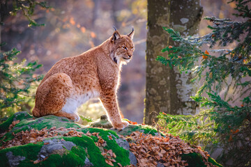 Male lynx sitting on the rock in the forest in Bayerischer Wald