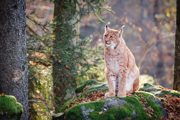 Male lynx sitting on the rock in the forest in Bayerischer Wald