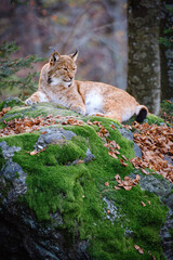 Male lynx lying on the rock in the forest in Bayerischer Wald