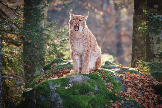 Male lynx yawning on the rock in the forest in Bayerischer Wald