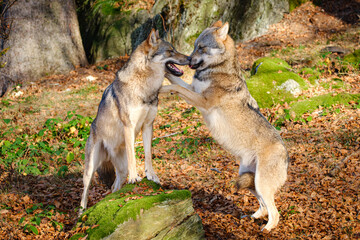two wolfes are standing on the back and playing togehter