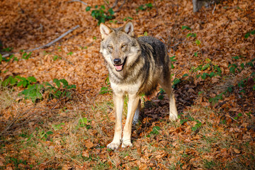 close portrait of wolf in the forest