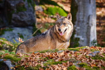 close portrait of wolf in the forest