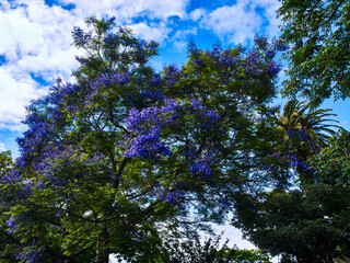 Bougainvillea, flowers and trees beautify the city of Colonia Del Sacramento, Uruguay