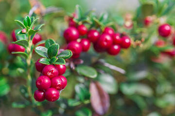 Red lingonberries close-up. Shallow depth of field.