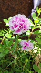 Pink moss rose in the garden