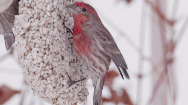 House Finch Eating Seed