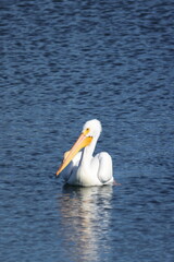 Cool white pelican drifting in the water