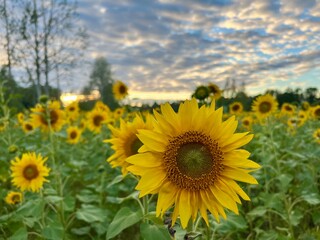 Sunflower field in summer