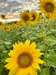 Naklejka premium Sunflower field in summer