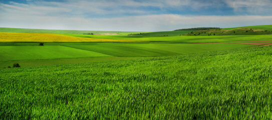 Obraz premium waves and hills of green winter wheat and yellow rapeseed at horizon