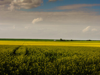 Obraz premium yellow rapeseed field in the light of the evening sky