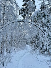 Snow covered trees in winter