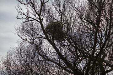 View into the treetop. The sky is in the background