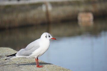 Petite mouette rieuse .