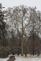 Snowy landscape in the park