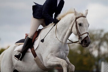 Obraz premium White horse with english rider going over a jump.
