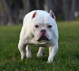 Fototapeta premium american bully dog in the prark