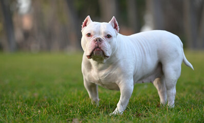 a strong american bully dog in the park