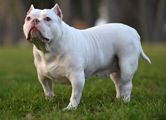 american bully dog in the park