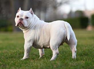 american strong bull in the field