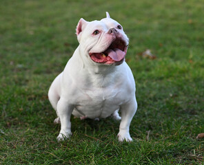 american bully dog in the park