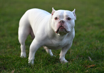 american bully dog in the park