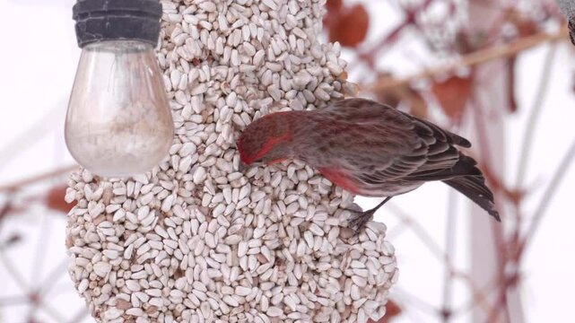 House Finch Eating Seed Suet