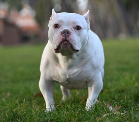 Obraz premium a white american bully dog in the field