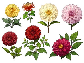 Elegant Dahlia Flower Set. A Colorful Floral Collection.