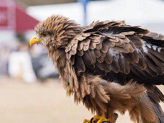 Birds of prey demonstration with a close up of a brown hawk with his feathers ruffled.