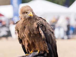 Birds of prey demonstration with a close up of a brown hawk.