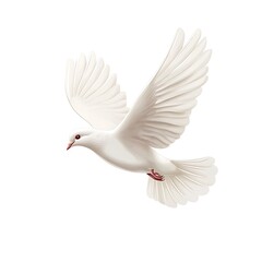 Obraz premium Beautiful dove representing peace soaring through the air