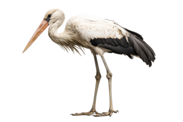 Stork balancing elegantly on one leg