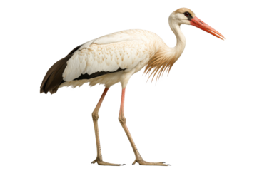 Stork standing gracefully in natural pose