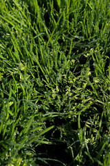 Morning dewdrops on blades of grass